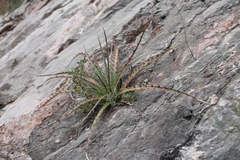 Hechtia texensis