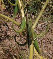 Proboscidea louisianica