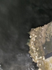 Amphibalanus improvisus