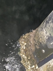 Amphibalanus improvisus