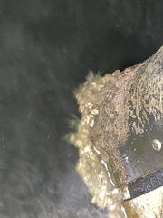 Amphibalanus improvisus