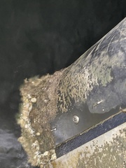 Amphibalanus improvisus