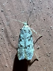 Gelechiini