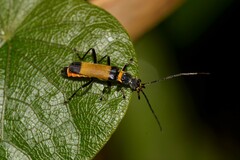 Chauliognathus imperialis