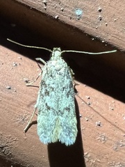 Gelechiini