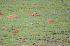 Cynictis penicillata