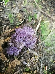 Ramariopsis pulchella