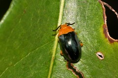 Lamprolina simillima