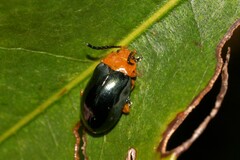 Lamprolina simillima