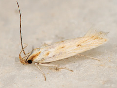 Stomopteryx detersella