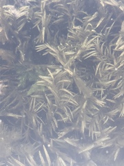 Potamogeton robbinsii