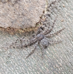 Philodromus spinitarsis