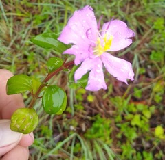 Dissotis decumbens