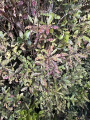 Alseuosmia macrophylla