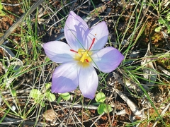 Crocus thomasii