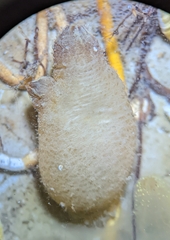 Microcosmus exasperatus