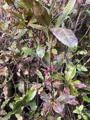 Alseuosmia macrophylla