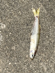 Atheriniformes
