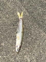 Atheriniformes