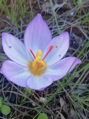 Crocus thomasii