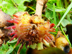 Pseudoneuroterus saliens