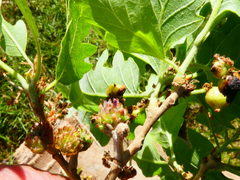 Pseudoneuroterus saliens