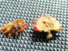 Pseudoneuroterus saliens