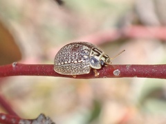 Paropsisterna decolorata