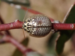 Paropsisterna decolorata