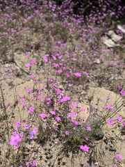 Saltugilia splendens