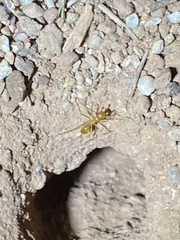 Myrmecocystus mexicanus