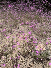 Saltugilia splendens