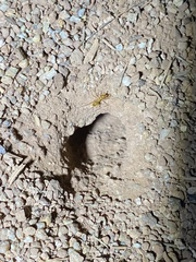 Myrmecocystus mexicanus