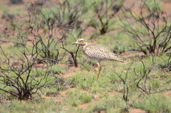 Burhinus capensis capensis