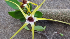Strophanthus