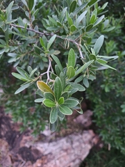 Diospyros lycioides