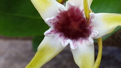 Strophanthus