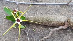 Strophanthus