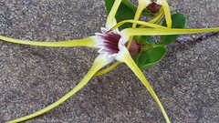Strophanthus