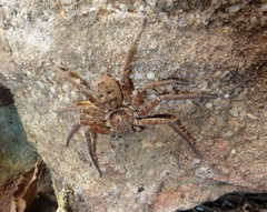 Heteropoda jugulans