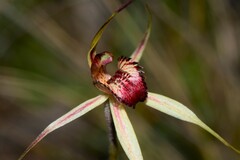 Caladenia lowanensis