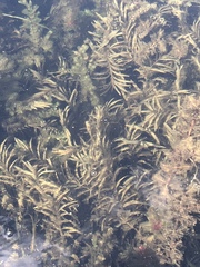 Potamogeton robbinsii