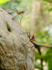 Neriidae