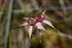 Caladenia lowanensis