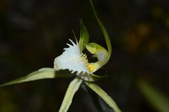 Caladenia tensa