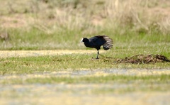 Fulica cristata