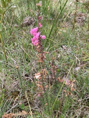 Epacris impressa