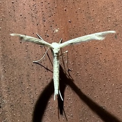 Gillmeria pallidactyla