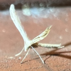 Gillmeria pallidactyla