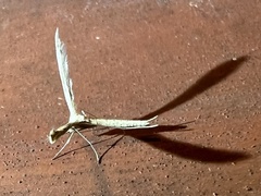 Gillmeria pallidactyla